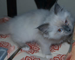 blue mitted girl